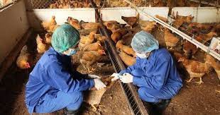 Giám sát chặt chẽ nhằm phát hiện sớm các bệnh truyền nhiễm trên đàn vật nuôi